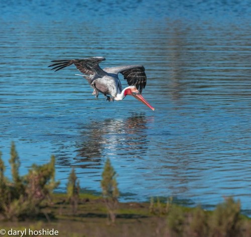 Nikon 500mm f/4.0E VR AF-S FL ED Nikkor