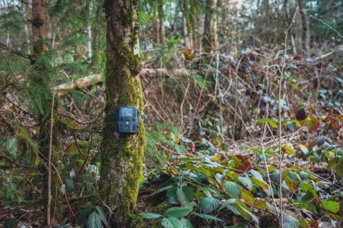 Braun Scouting Cam Black200 Mini