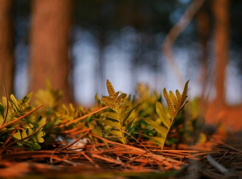 Panasonic 25mm f/1.7