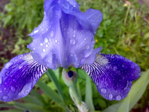 макро зйомка