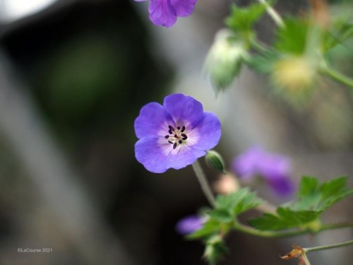 TTArtisan 35mm f/1.4