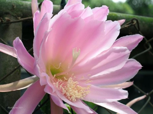 TTArtisan 35mm f/1.4