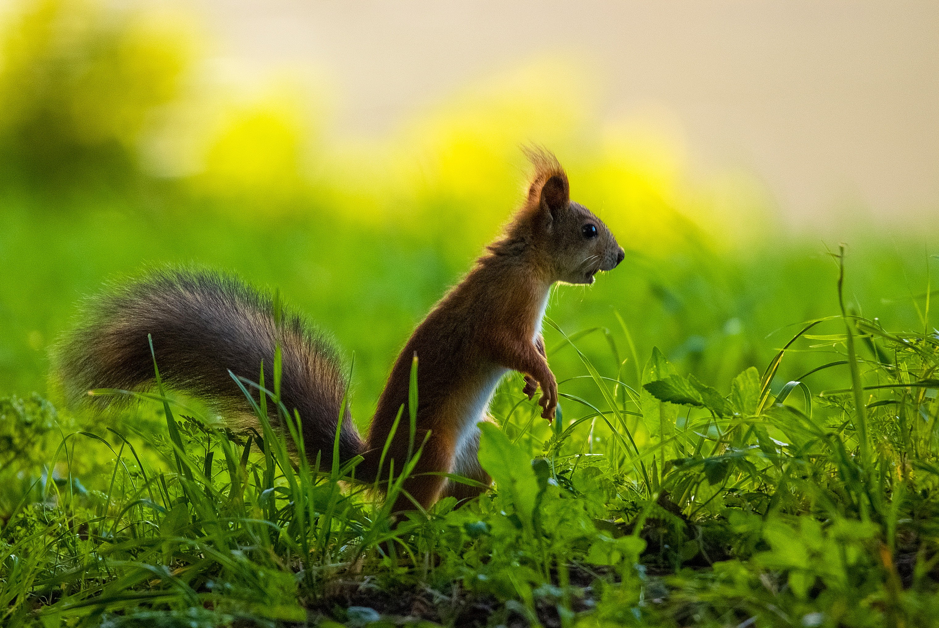 Объектив Tamron 150-600mm f/5.0-6.3 VC USD Di