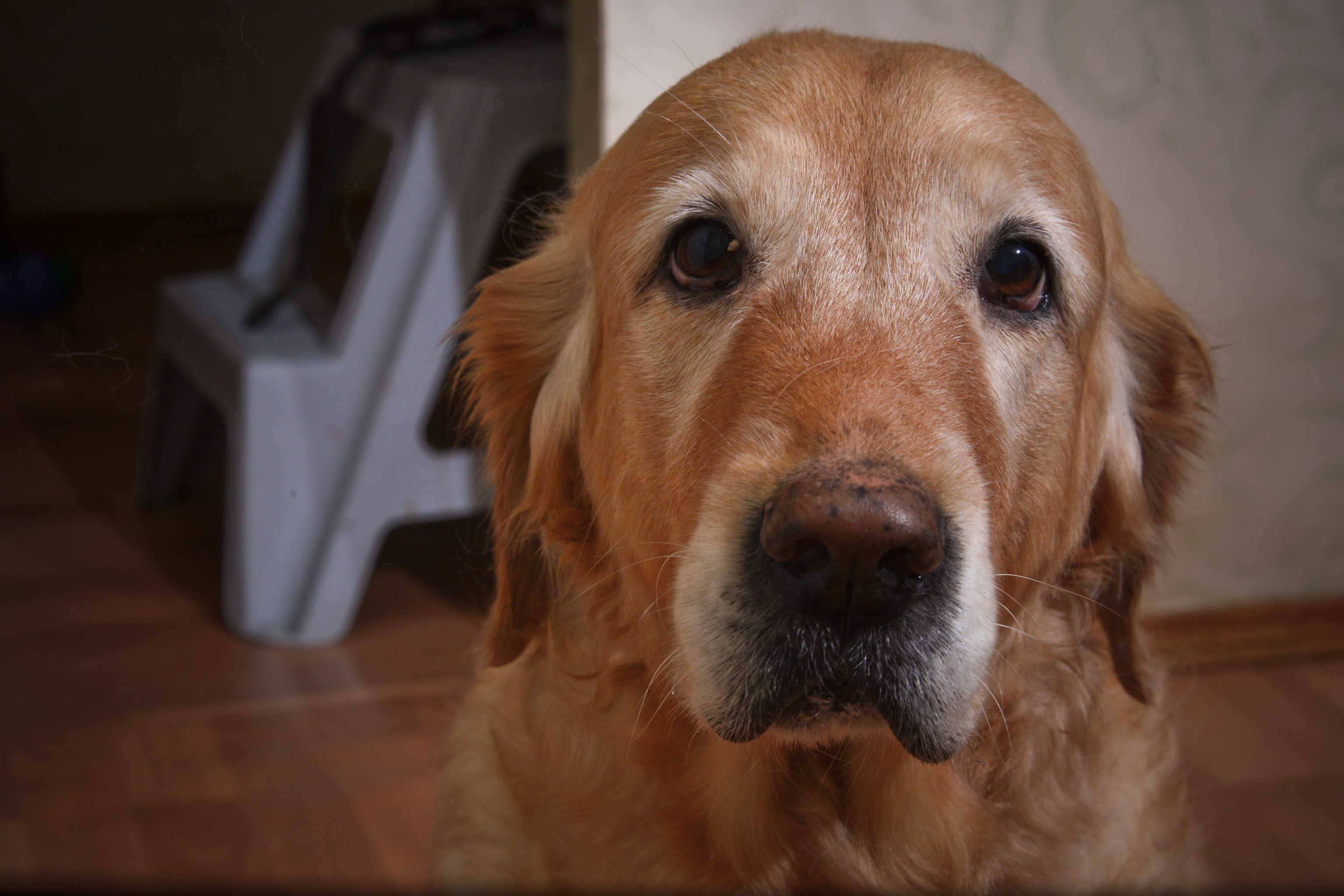 Объектив Nikon 28-300mm f/3.5-5.6G VR AF-S ED Nikkor