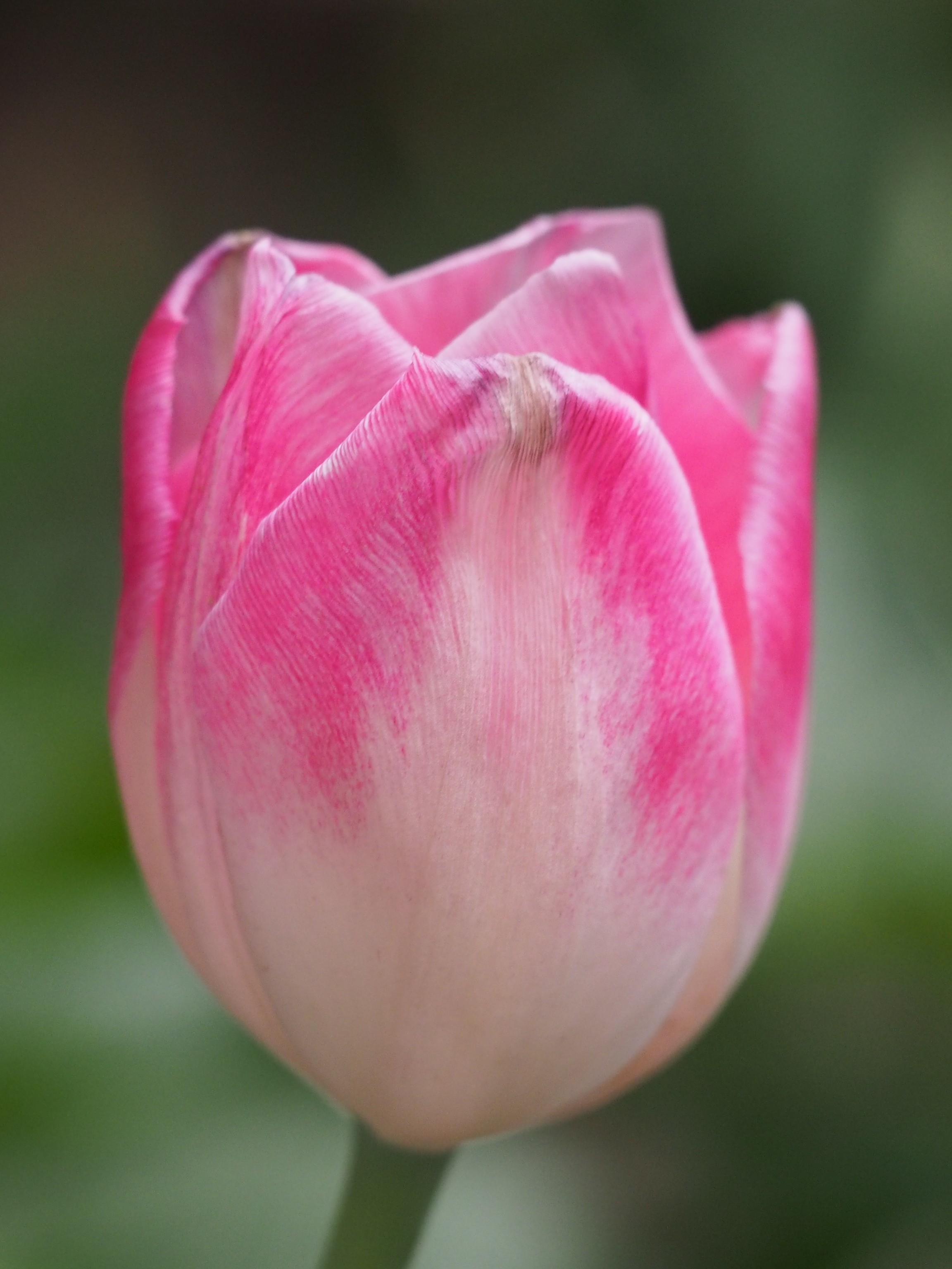 Объектив Olympus 60mm f/2.8 Macro ED