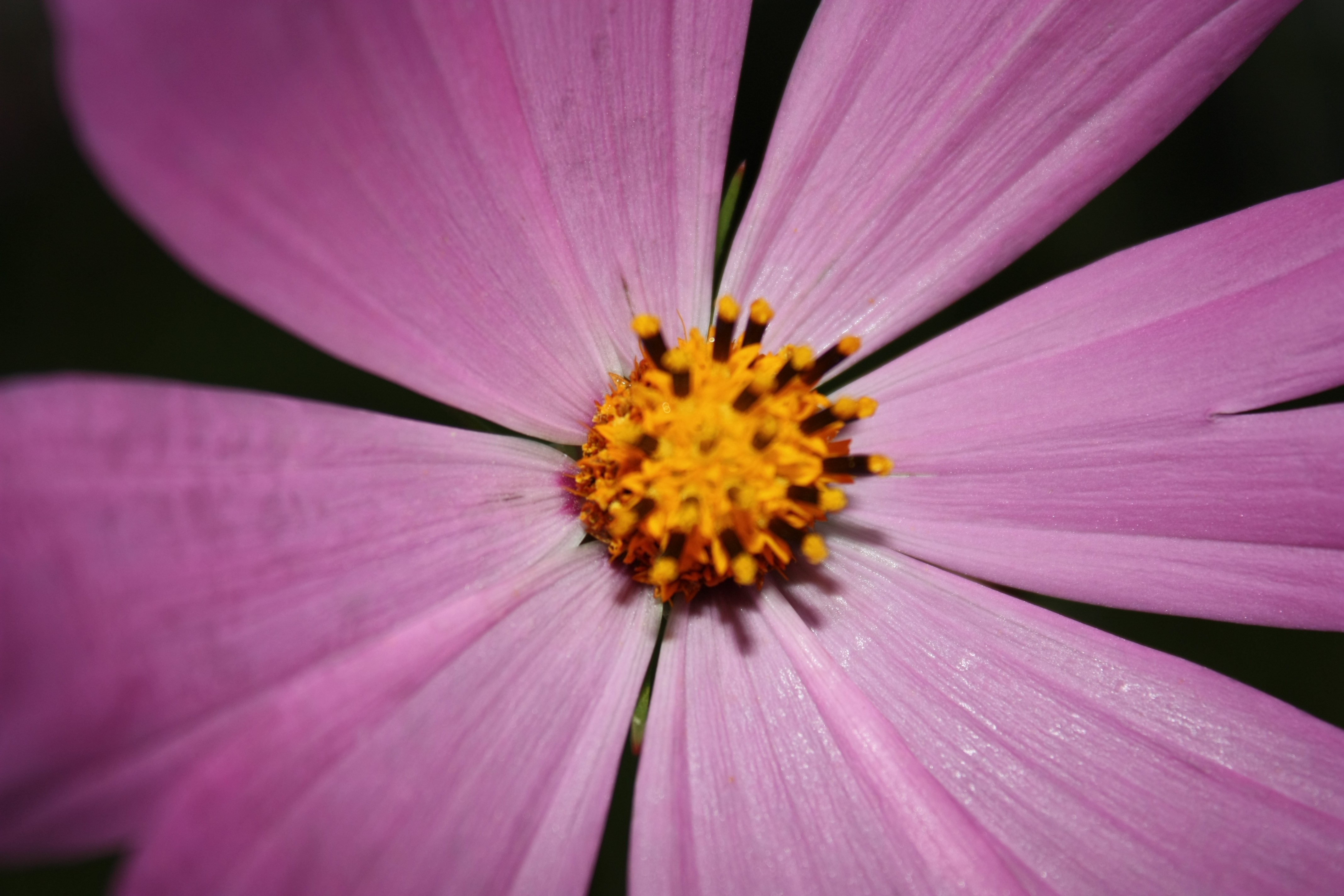 Объектив Canon 18-200mm f/3.5-5.6 EF-S IS