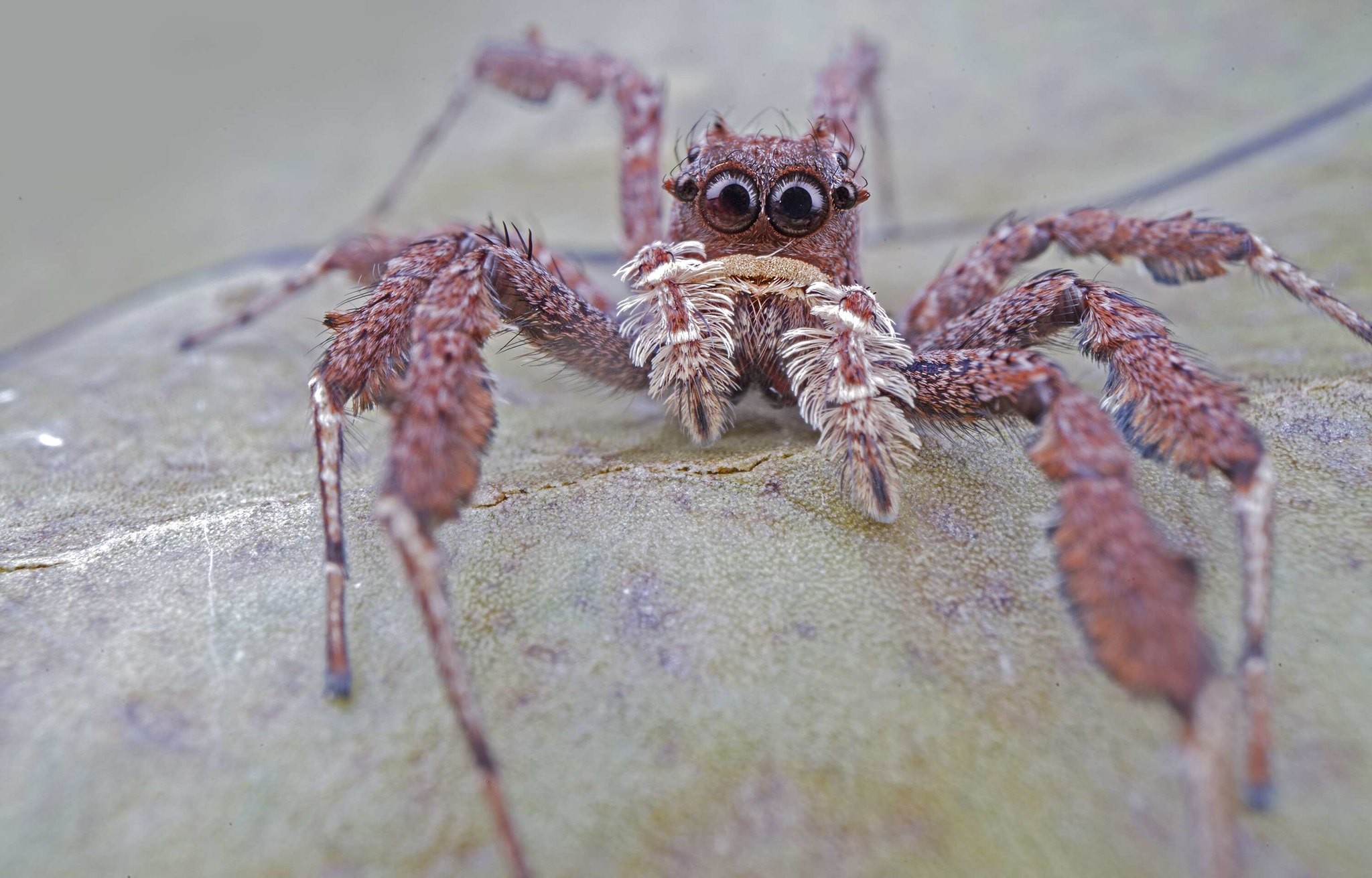 Объектив Laowa 24mmf/14 2x Macro Probe (VE2414CC)