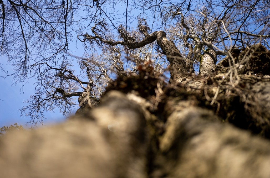 Объектив Sony 40mm f/2.5 G FE (SEL-40F25G)